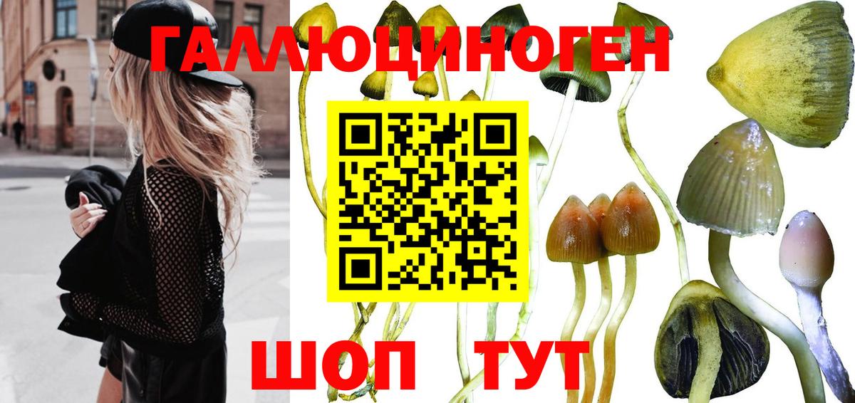 Галлюциногенные грибы Psilocybe Вышний Волочёк